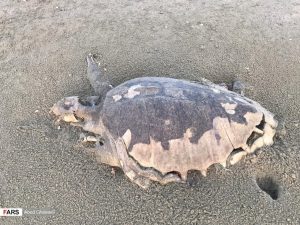 تصاویر: مرگ دسته‌جمعی لاک‌پشت‌های دریایی