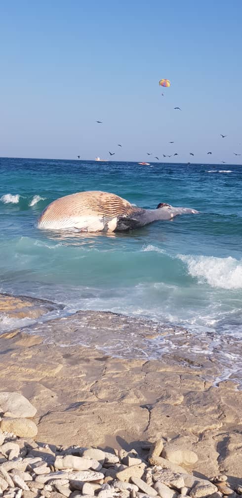 مرگ نهنگ براید درسواحل شرقی کیش بررسی می شود