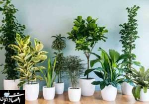 ۸ گیاهی که خانه را خوشبو می‌کنند