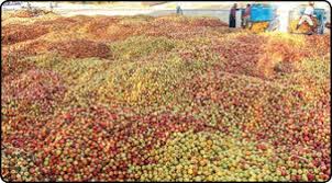 دپوی صدها تن سیب درختی در جاده‌های آذربایجان غربی