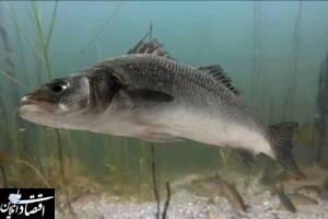 تکثیرماهی «سی بس» ممنوع است