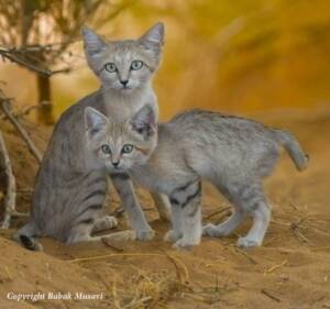 زیباترین گربه جهان در شمال شرق ایران