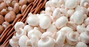 قیمت انواع قارچ و جوانه در میادین میوه و تره بار اعلام شد