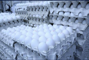 قیمت تخم مرغ پوسته سفید در میادین و بازارهای میوه و تره‌بار اعلام شد