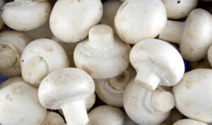 قیمت انواع قارچ و جوانه در میادین میوه و تره بار اعلام شد