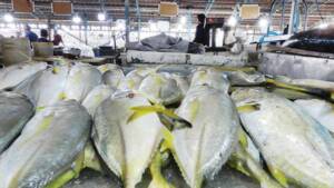 صید« ارز» از دریا