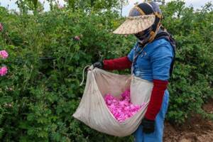 جای خالی ایران در بازار جهان