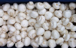 قیمت قارچ در میادین و بازارهای میوه و تره بار ارزان شد