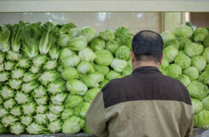 سبزیجات ۳۰ درصد ارزانتر از سطح شهر در میادین و بازارهای میوه و تره بار به فروش می رسد