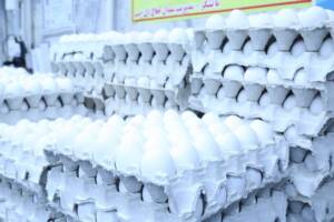 قیمت تخم مرغ پوسته سفید در میادین و بازارهای میوه و تره‌بار اعلام شد