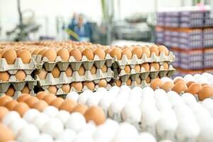 قیمت انواع تخم مرغ پوست سفید و قهوه‌ای اعلام شد