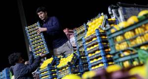 خرید از میادین میوه و تره‌بار تهران چقدر به صرفه است؟