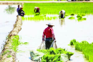 نجات برنج ایرانی در دل خشکسالی