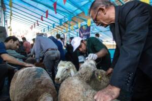 عرضه بهداشتی دام زیر نظر دامپزشکان و ناظران شرعی