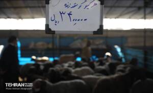 فعالیت ویژه مراکز عرضه دام زنده در محرم