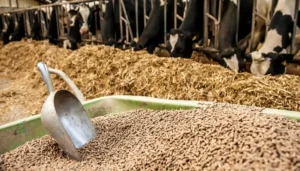 پشت‌پرده هیاهوی نهاده‌ها